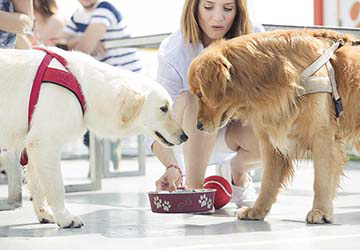 trasmediterranea_ciudad_de_palma_dogs